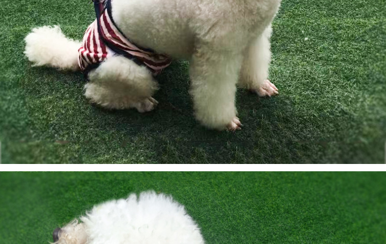 Culotte lavable pour chien, sous-vêtement menstruel, culotte, combinaison pour animal domestique, hygiénique