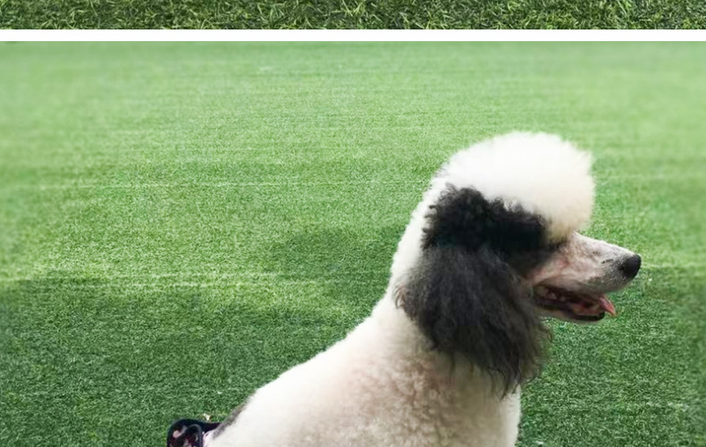 Culotte lavable pour chien, sous-vêtement menstruel, culotte, combinaison pour animal domestique, hygiénique