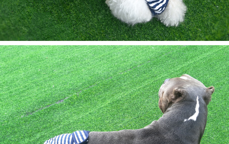 Culotte lavable pour chien, sous-vêtement menstruel, culotte, combinaison pour animal domestique, hygiénique