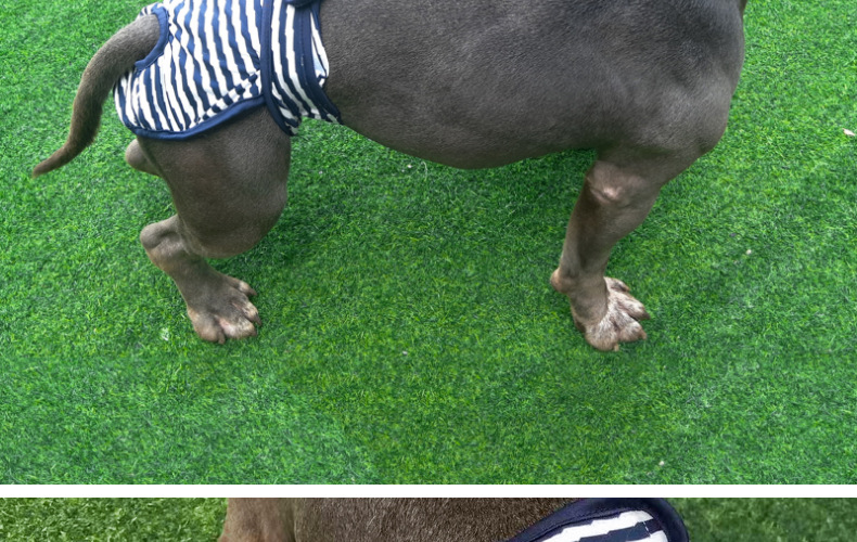 Culotte lavable pour chien, sous-vêtement menstruel, culotte, combinaison pour animal domestique, hygiénique