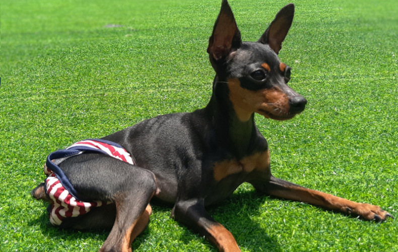 Culotte lavable pour chien, sous-vêtement menstruel, culotte, combinaison pour animal domestique, hygiénique