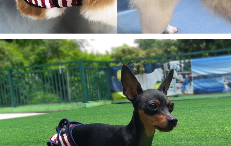 Culotte lavable pour chien, sous-vêtement menstruel, culotte, combinaison pour animal domestique, hygiénique