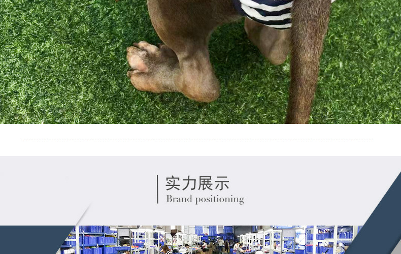 Culotte lavable pour chien, sous-vêtement menstruel, culotte, combinaison pour animal domestique, hygiénique