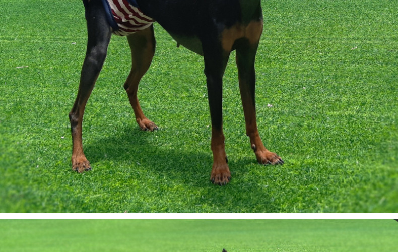 Culotte lavable pour chien, sous-vêtement menstruel, culotte, combinaison pour animal domestique, hygiénique