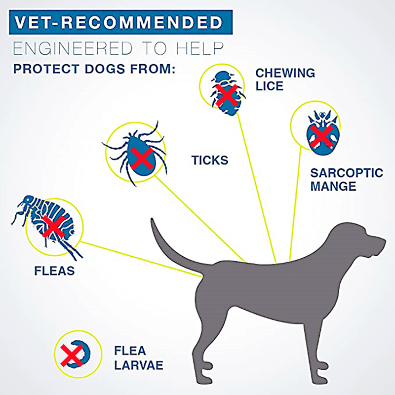 Collier insectifuge Chien Puces Prévention Anti Tiques Parasites Collier pour les Grands Petits Chiens Chat Anti Puces et Tiques Collier Fournitures Pour Animaux de compagnie Collier insectifuge Chien Puces Prévention Anti Tiques Parasites Collier pour les Grands Petits Chiens Chat Anti Puces et Tiques Collier Fournitures Pour Animaux de compagnie