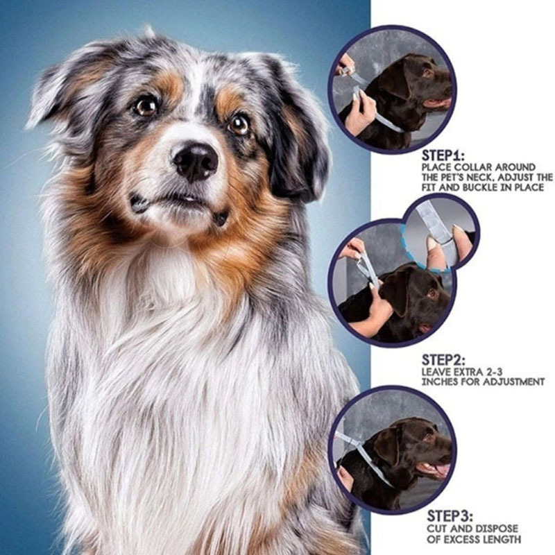 Collier insectifuge Chien Puces Prévention Anti Tiques Parasites Collier pour les Grands Petits Chiens Chat Anti Puces et Tiques Collier Fournitures Pour Animaux de compagnie Collier insectifuge Chien Puces Prévention Anti Tiques Parasites Collier pour les Grands Petits Chiens Chat Anti Puces et Tiques Collier Fournitures Pour Animaux de compagnie