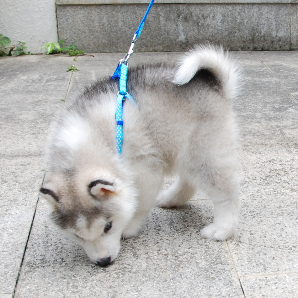 Petit chien chat harnais laisse gilet réglable collier chiot marche en plein air Chihuahua Terier Schnauzer