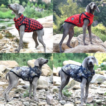 Vêtements d’hiver pour chiens