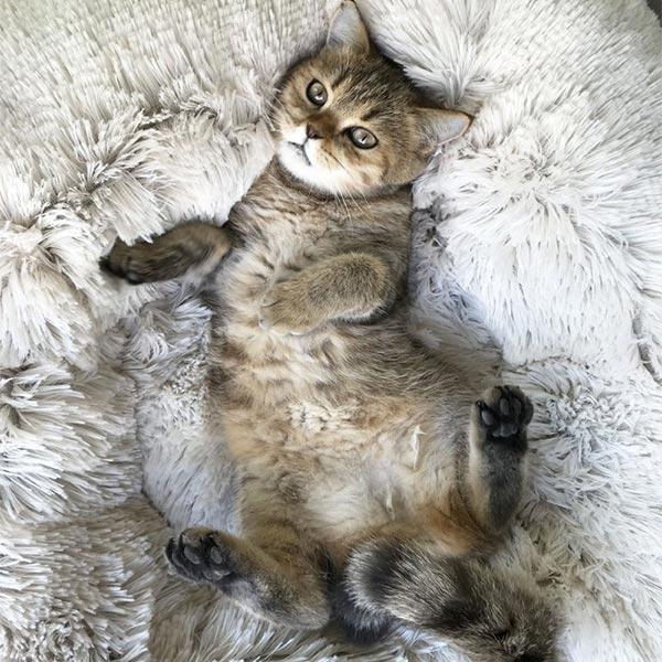 Lit en peluche pour animaux de compagnie VIP, grand, petit, pour chat, tapis rond en peluche, canapé, produits de livraison directe, lit apaisant pour chien, donuts