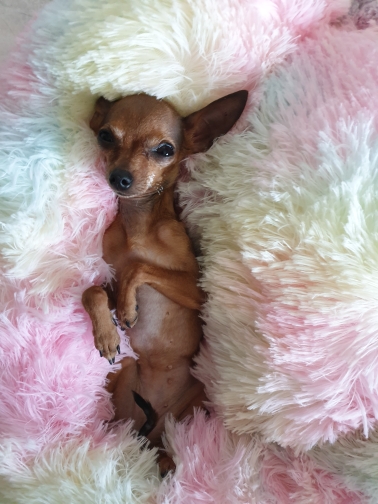 Lit en peluche pour animaux de compagnie VIP, grand, petit, pour chat, tapis rond en peluche, canapé, produits de livraison directe, lit apaisant pour chien, donuts