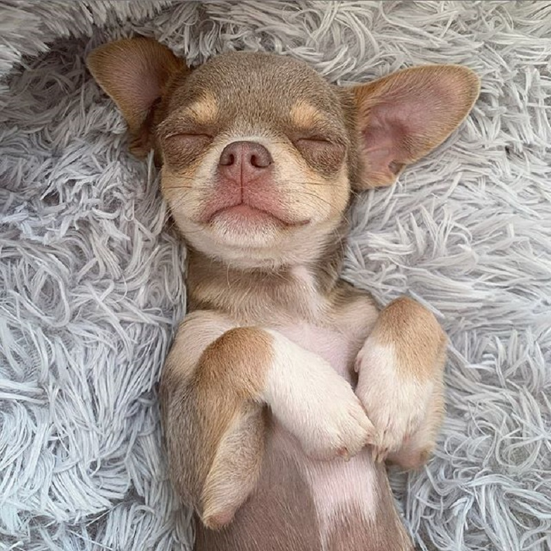 Lit en peluche pour animaux de compagnie VIP, grand, petit, pour chat, tapis rond en peluche, canapé, produits de livraison directe, lit apaisant pour chien, donuts