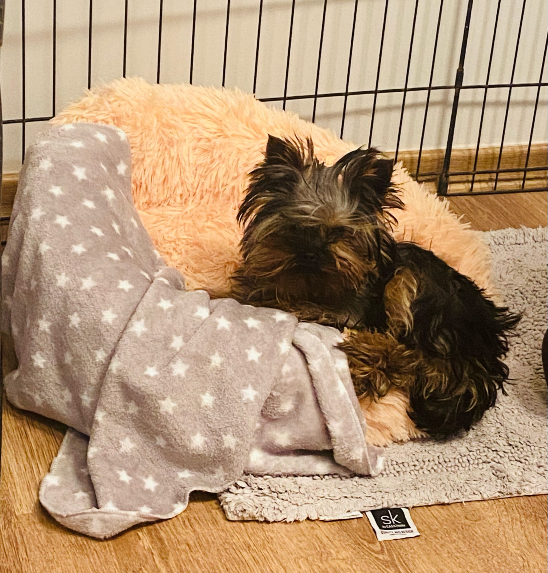 Lit en peluche pour animaux de compagnie VIP, grand, petit, pour chat, tapis rond en peluche, canapé, produits de livraison directe, lit apaisant pour chien, donuts