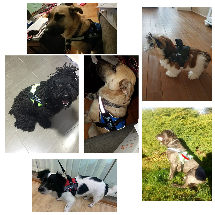 Harnais réfléchissant