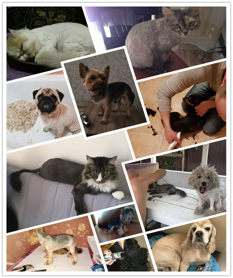 Tondeuse pour Chien Professionnelle Tondeuse pour Chien Professionnelle