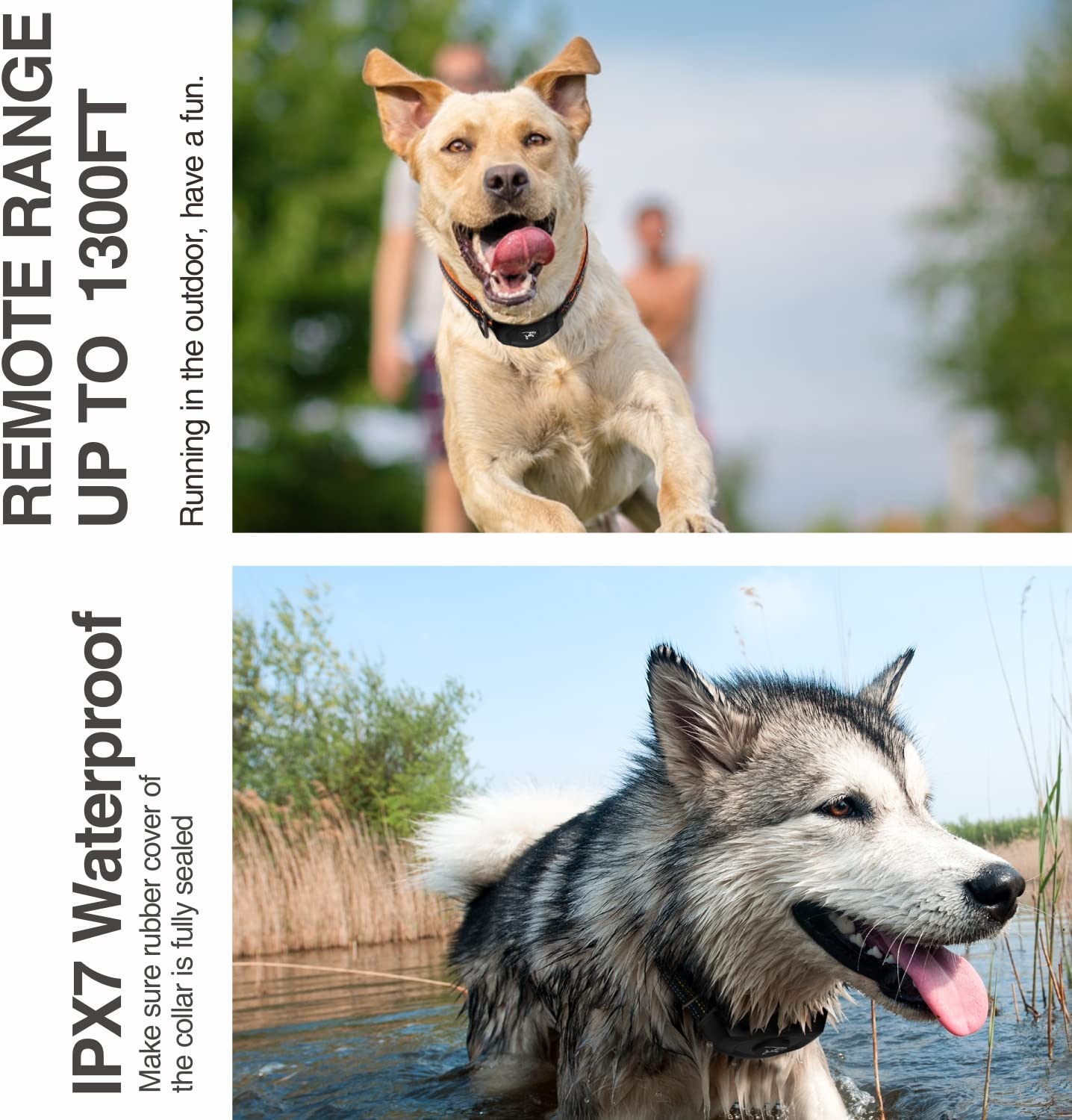 Collier d'entraînement pour chien