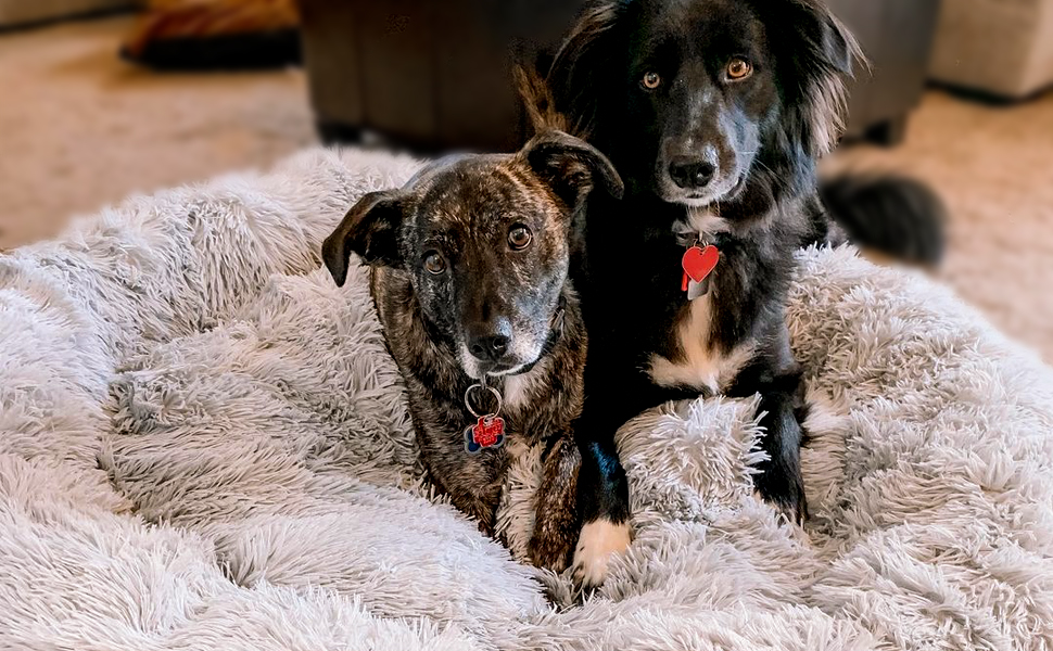 Coussin peluche pour animaux de compagnie