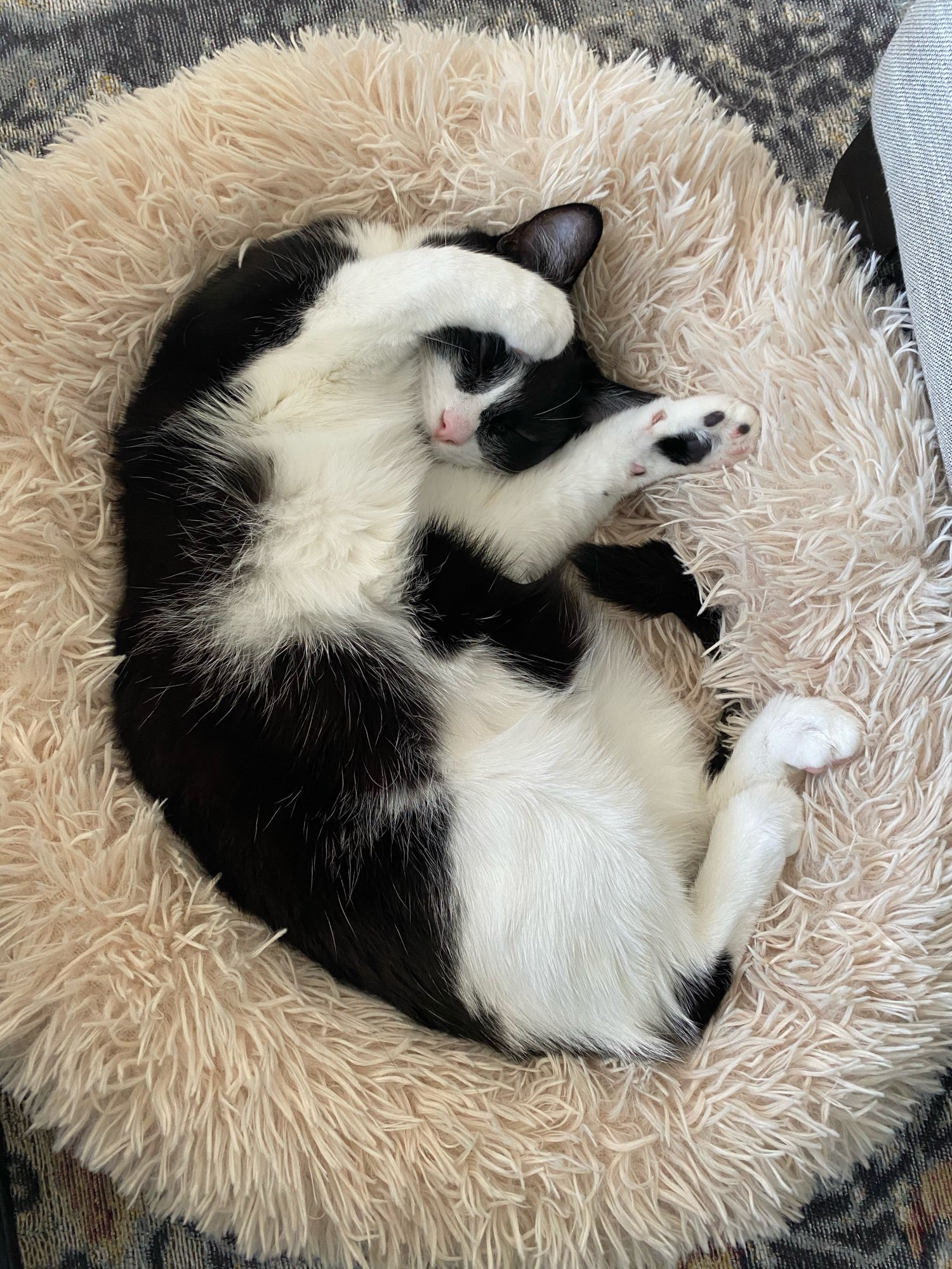 Coussin peluche pour animaux