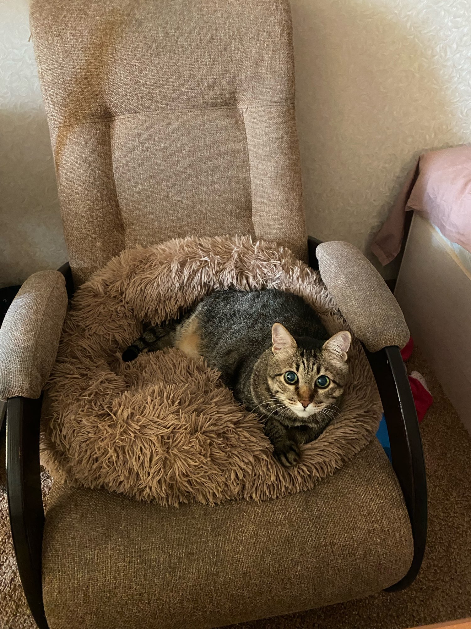 Coussin peluche pour animaux