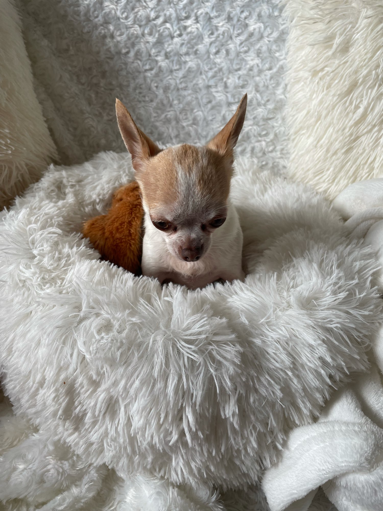 Coussin peluche pour animaux