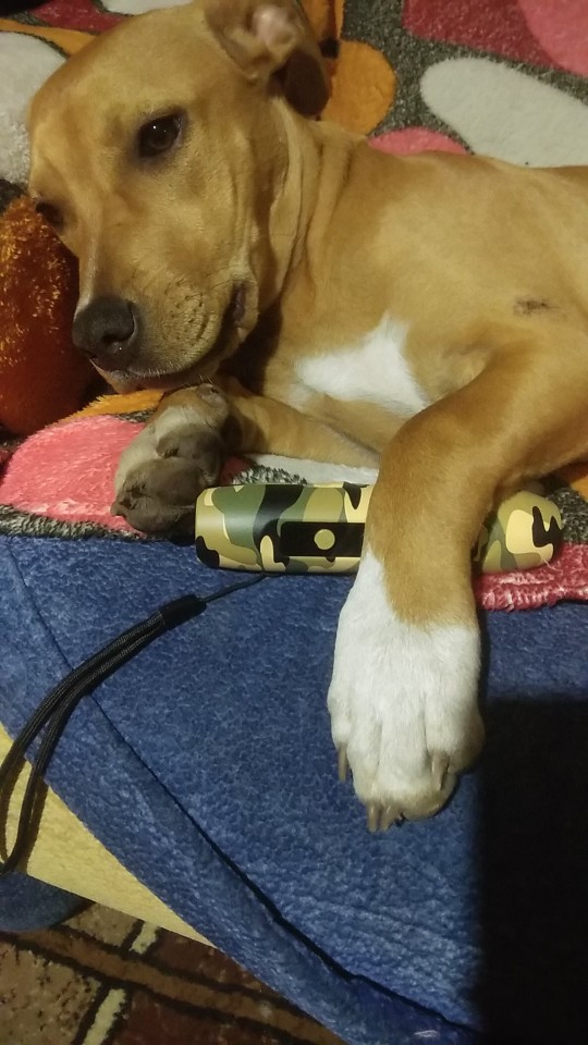 Répulsif à ultrasons pour chiens