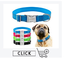Collier Personnalisé pour Chien